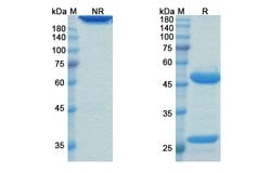 Invitrogen Landogrozumab Humanized Recombinant Human Monoclonal Antibody