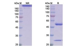 Invitrogen Satralizumab Humanized Recombinant Human Monoclonal Antibody