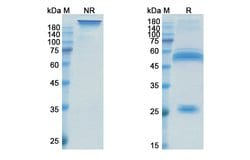 Invitrogen Xentuzumab Recombinant Human Monoclonal Antibody 100 &mu;g;