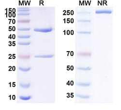 Invitrogen Tamtuvetmab Recombinant Canine Monoclonal Antibody 100 &mu;g | Buy Online | Invitrogen&trade; | Fisher Scientific