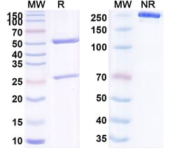 Invitrogen Laprituximab Chimeric Recombinant Human Monoclonal Antibody