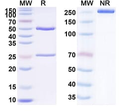 Invitrogen Naratuximab Chimeric Recombinant Human Monoclonal Antibody 100 &mu;g | Buy Online | Invitrogen&trade; | Fisher Scientific