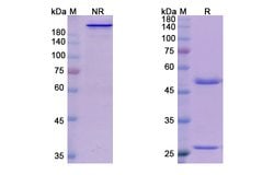 Invitrogen Domagrozumab Humanized Recombinant Human Monoclonal Antibody