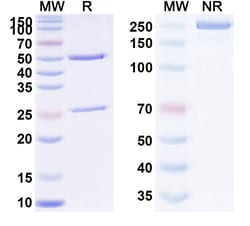 Invitrogen Erenumab Recombinant Human Monoclonal Antibody 100 &mu;g | Buy Online | Invitrogen&trade; | Fisher Scientific