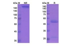 Invitrogen Fremanezumab Humanized Recombinant Human Monoclonal Antibody