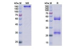 Invitrogen Eptinezumab Humanized Recombinant Human Monoclonal Antibody