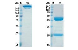 Invitrogen Elezanumab Recombinant Human Monoclonal Antibody 100 &mu;g;