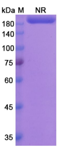 Invitrogen Lutikizumab Humanized Recombinant Human Monoclonal Antibody
