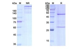 Invitrogen Dezamizumab Humanized Recombinant Human Monoclonal Antibody