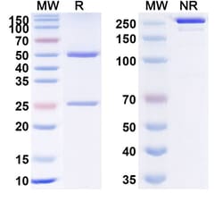 Invitrogen Telisotuzumab Humanized Recombinant Human Monoclonal Antibody 100 &mu;g | Buy Online | Invitrogen&trade; | Fisher Scientific