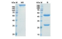 Invitrogen Ranevetmab Recombinant Canine Monoclonal Antibody 100 &mu;g;