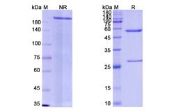 Invitrogen Emapalumab Recombinant Human Monoclonal Antibody 100 &mu;g;