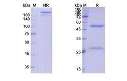Invitrogen Tomaralimab Chimeric Recombinant Human Monoclonal Antibody 100