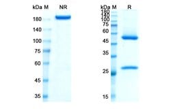 Invitrogen Losatuxizumab Chimeric Recombinant Human Monoclonal Antibody
