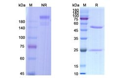 Invitrogen Suvratoxumab Recombinant Human Monoclonal Antibody 100 &mu;g;