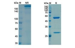 Invitrogen Frunevetmab Recombinant Feline Monoclonal Antibody 100 &mu;g;