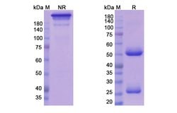 Invitrogen Azintuxizumab Chimeric Recombinant Human Monoclonal Antibody
