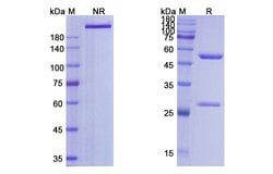 Invitrogen Selicrelumab Recombinant Human Monoclonal Antibody 100 &mu;g;