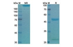 Invitrogen Gilvetmab Recombinant Canine Monoclonal Antibody 100 &mu;g;