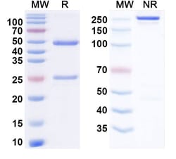 Invitrogen Zolbetuximab Chimeric Recombinant Human Monoclonal Antibody