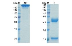 Invitrogen Talacotuzumab Humanized Recombinant Human Monoclonal Antibody