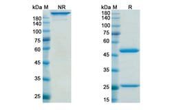 Invitrogen Gimsilumab Recombinant Human Monoclonal Antibody 100 &mu;g;