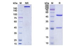 Invitrogen Spartalizumab Humanized Recombinant Human Monoclonal Antibody