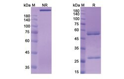 Invitrogen Berlimatoxumab Recombinant Human Monoclonal Antibody 100 &mu;g;