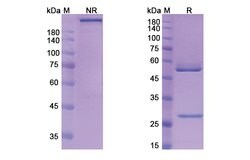 Invitrogen Tiragolumab Humanized Recombinant Human Monoclonal Antibody