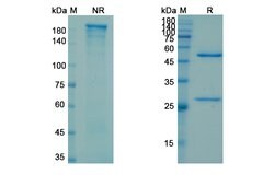 Invitrogen Cofetuzumab Humanized Recombinant Human Monoclonal Antibody