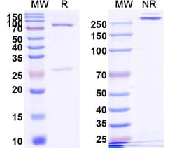 Invitrogen Tibulizumab Humanized Recombinant Human Monoclonal Antibody