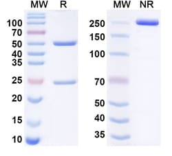 Invitrogen Crovalimab Chimeric Recombinant Human Monoclonal Antibody 100
