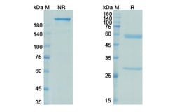 Invitrogen Netakimab Chimeric Recombinant Human Monoclonal Antibody 100