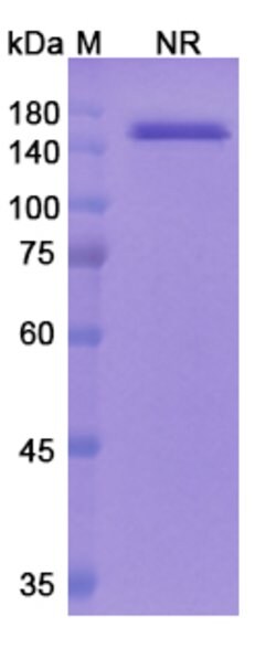 Invitrogen Faricimab Humanized Recombinant Human Monoclonal Antibody 100