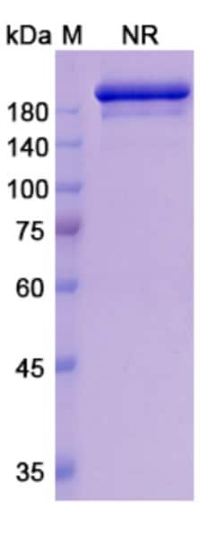 Romilkimab Chimeric Recombinant Human Monoclonal Antibody:Antibodies, Recombinant