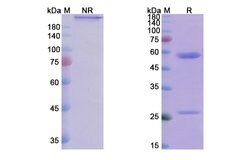 Invitrogen Iscalimab Humanized Recombinant Human Monoclonal Antibody 100