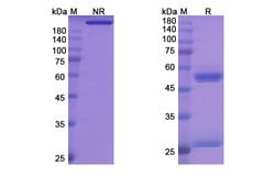 Invitrogen Bersanlimab Recombinant Human Monoclonal Antibody 100 &mu;g;