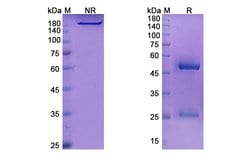 Invitrogen Lenvervimab Humanized Recombinant Human Monoclonal Antibody