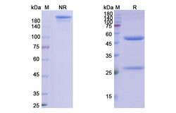 Invitrogen Ravagalimab Humanized Recombinant Human Monoclonal Antibody