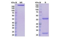 Invitrogen Leronlimab Humanized Recombinant Human Monoclonal Antibody 100