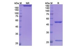 Invitrogen Mitazalimab Humanized Recombinant Human Monoclonal Antibody