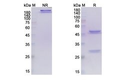 Invitrogen Tepoditamab Recombinant Human Monoclonal Antibody 100 &mu;g;