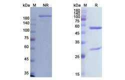Invitrogen Cemiplimab Recombinant Human Monoclonal Antibody 100 &mu;g;