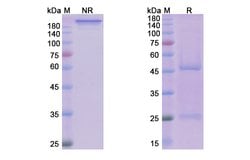 Invitrogen Dilpacimab Humanized Recombinant Human Monoclonal Antibody 100