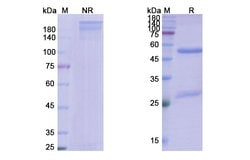 Invitrogen Dostarlimab Humanized Recombinant Human Monoclonal Antibody