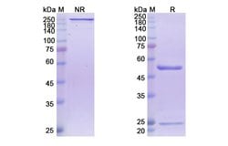 Invitrogen Frovocimab Humanized Recombinant Human Monoclonal Antibody 100