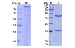 Invitrogen Nirsevimab Humanized Recombinant Human Monoclonal Antibody 100