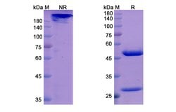 Invitrogen Orilanolimab Chimeric Recombinant Human Monoclonal Antibody