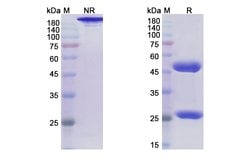 Invitrogen Rolinsatamab Chimeric Recombinant Human Monoclonal Antibody