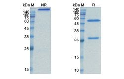 Invitrogen Tabituximab Chimeric Recombinant Human Monoclonal Antibody 100